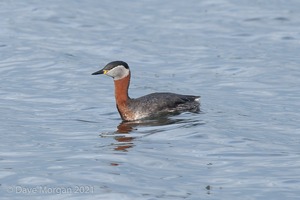 Red-necked Grebe. Farmoor Reservoir. 10th April 2014