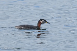 Red-necked Grebe. Farmoor Reservoir. 10th April 2014