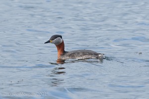 Red-necked Grebe. Farmoor Reservoir. 10th April 2014