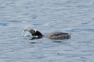 Red-necked Grebe. Farmoor Reservoir. 10th April 2014