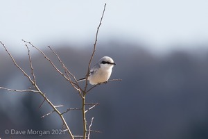 Great Grey Shrike, Cotswolds, March 2018