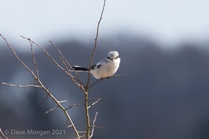 Great Grey Shrike, Cotswolds, March 2018