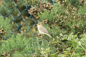 Melodious Warbler, near Marsh Lane NR, West Mids. 21st June 2015