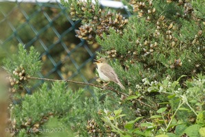 Melodious Warbler, near Marsh Lane NR, West Mids. 21st June 2015
