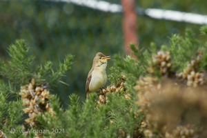 Melodious Warbler, near Marsh Lane NR, West Mids. 21st June 2015
