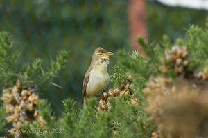 Melodious Warbler, near Marsh Lane NR, West Mids. 21st June 2015
