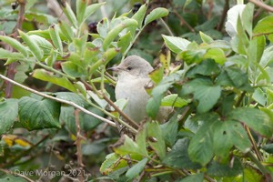 Barred Warbler, Gramborough Hill, Salthouse, Norfolk. 21st September 2014