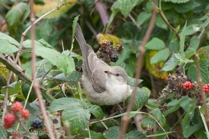 Barred Warbler, Gramborough Hill, Salthouse, Norfolk. 21st September 2014