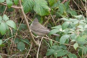 Barred Warbler, Gramborough Hill, Salthouse, Norfolk. 21st September 2014