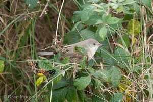 Barred Warbler, Gramborough Hill, Salthouse, Norfolk. 21st September 2014