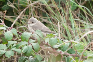 Barred Warbler, Gramborough Hill, Salthouse, Norfolk. 21st September 2014