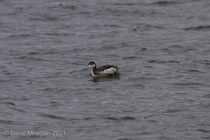 Pacific Diver and friends at Llys-y-fran Reservoir. 2nd February 2008