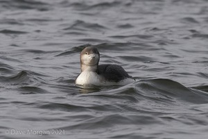 Pacific Diver and friends at Llys-y-fran Reservoir. 2nd February 2008
