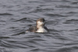 Pacific Diver and friends at Llys-y-fran Reservoir. 2nd February 2008