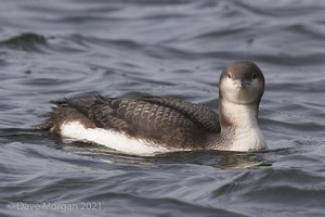 Pacific Diver and friends at Llys-y-fran Reservoir. 2nd February 2008