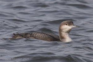 Pacific Diver and friends at Llys-y-fran Reservoir. 2nd February 2008