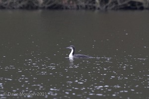 Pacific Diver and friends at Llys-y-fran Reservoir. 2nd February 2008