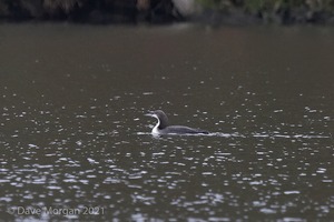 Pacific Diver and friends at Llys-y-fran Reservoir. 2nd February 2008