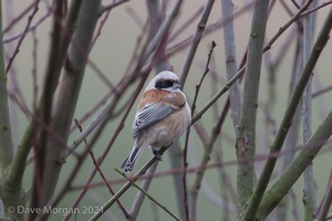 Penduline Tit, Gloucester, January 2018