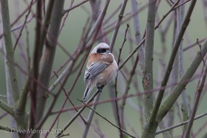Penduline Tit, Gloucester, January 2018