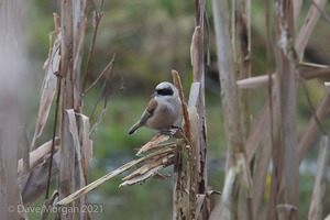 Penduline Tit, Gloucester, January 2018