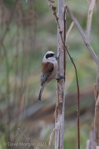 Penduline Tit, Gloucester, January 2018