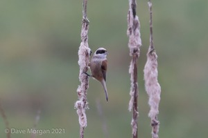 Penduline Tit, Gloucester, January 2018