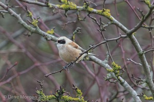 Penduline Tit, Gloucester, January 2018