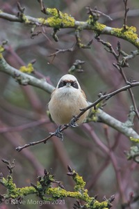 Penduline Tit, Gloucester, January 2018