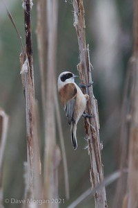Penduline Tit, Gloucester, January 2018