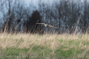 Short-eared Owl, Cotswolds, March 2017