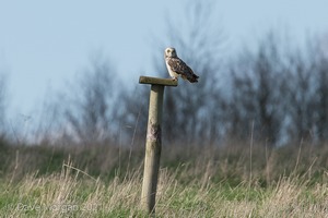 Short-eared Owl, Cotswolds, March 2017