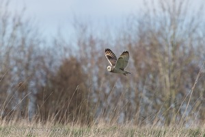 Short-eared Owl, Cotswolds, March 2017