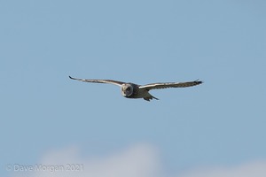 Short-eared Owl, Cotswolds, March 2017