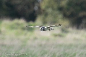 Short-eared Owl, Cotswolds, March 2017