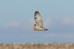 Short-eared Owl, Cotswolds, March 2017