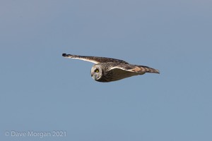 Short-eared Owl, Cotswolds, April 2019