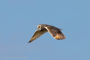 Short-eared Owl, Cotswolds, April 2019