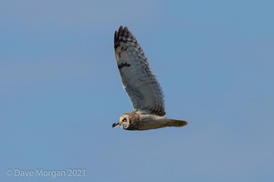 Short-eared Owl, Cotswolds, April 2019