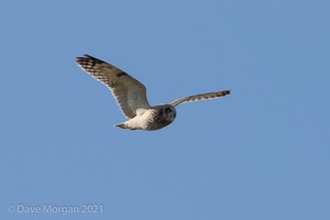 Short-eared Owl, Cotswolds, April 2019