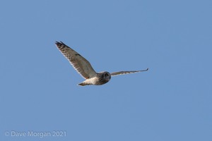 Short-eared Owl, Cotswolds, April 2019