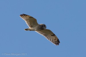 Short-eared Owl, Cotswolds, April 2019