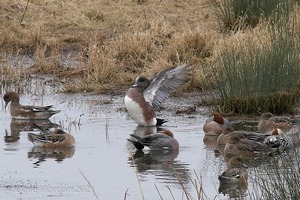 Drake American Wigeon. Slimbridge WWT. 28th February 2009