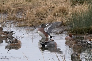 Drake American Wigeon. Slimbridge WWT. 28th February 2009