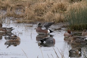 Drake American Wigeon. Slimbridge WWT. 28th February 2009