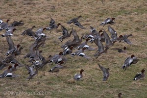 Drake American Wigeon. Slimbridge WWT. 28th February 2009
