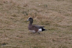 Drake American Wigeon. Slimbridge WWT. 28th February 2009