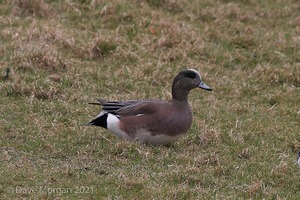 Drake American Wigeon. Slimbridge WWT. 28th February 2009