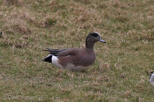 Drake American Wigeon. Slimbridge WWT. 28th February 2009
