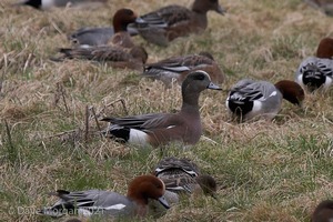 Drake American Wigeon. Slimbridge WWT. 28th February 2009
